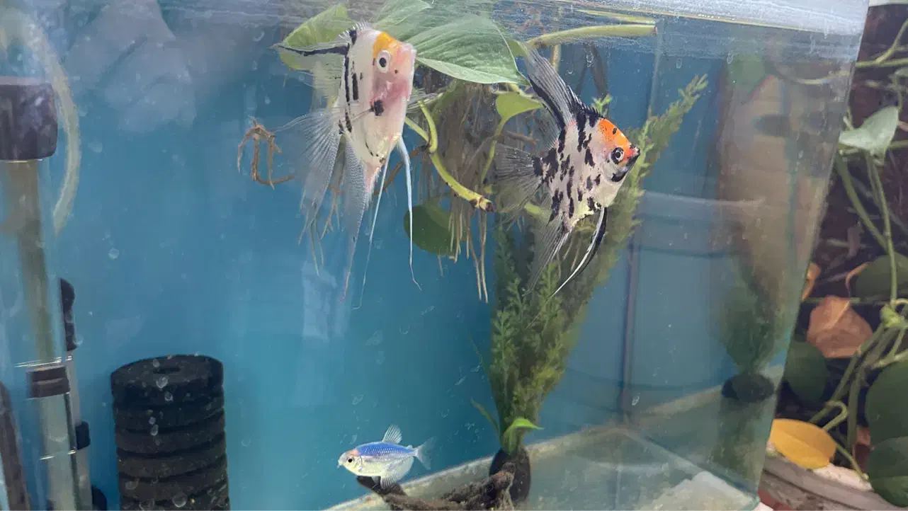 ماهی انجل کوی سایز بزرگ|ماهی|اصفهان, سعادت‌آباد|دیوار