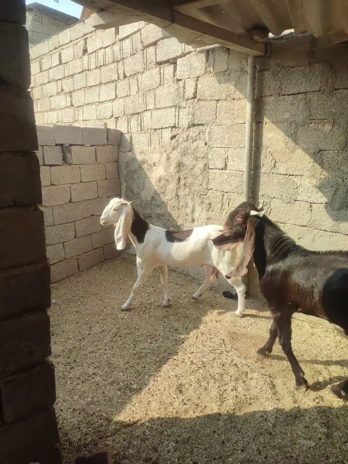 یک عدد بز آبستن درجه یک پازن درجه یک|حیوانات مزرعه|برازجان, |دیوار