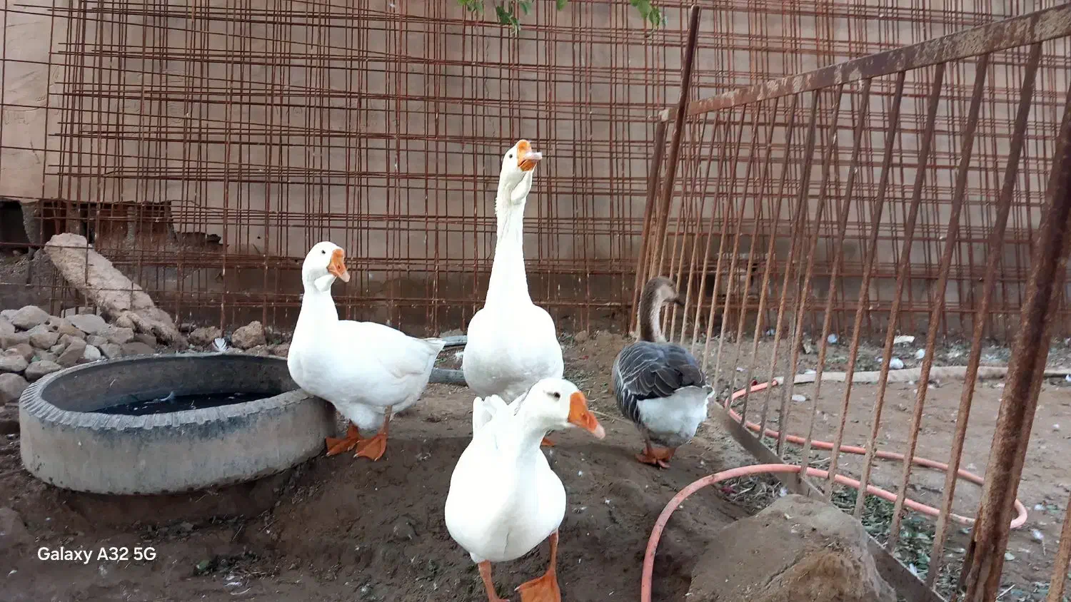 غو‌غاز|حیوانات مزرعه|باوی, |دیوار