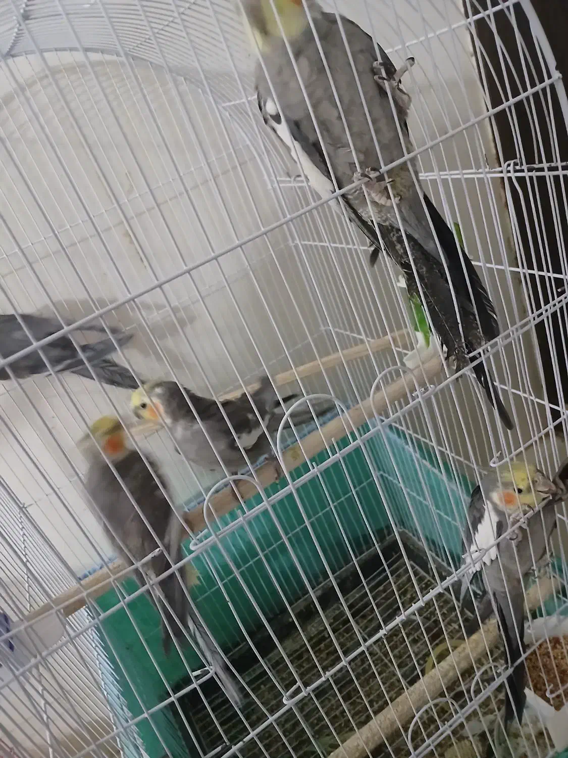 عروس هلندی|پرنده|یزد, |دیوار