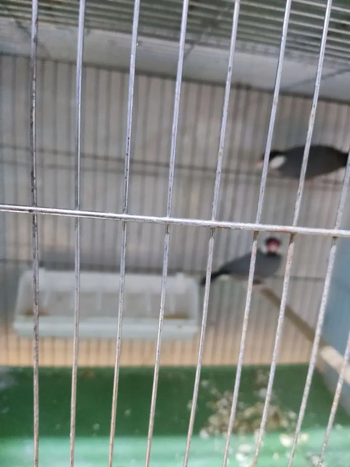 فنج نرگسی یا مصری 18عدد|پرنده|پاکدشت, پاکدشت (مامازند)|دیوار