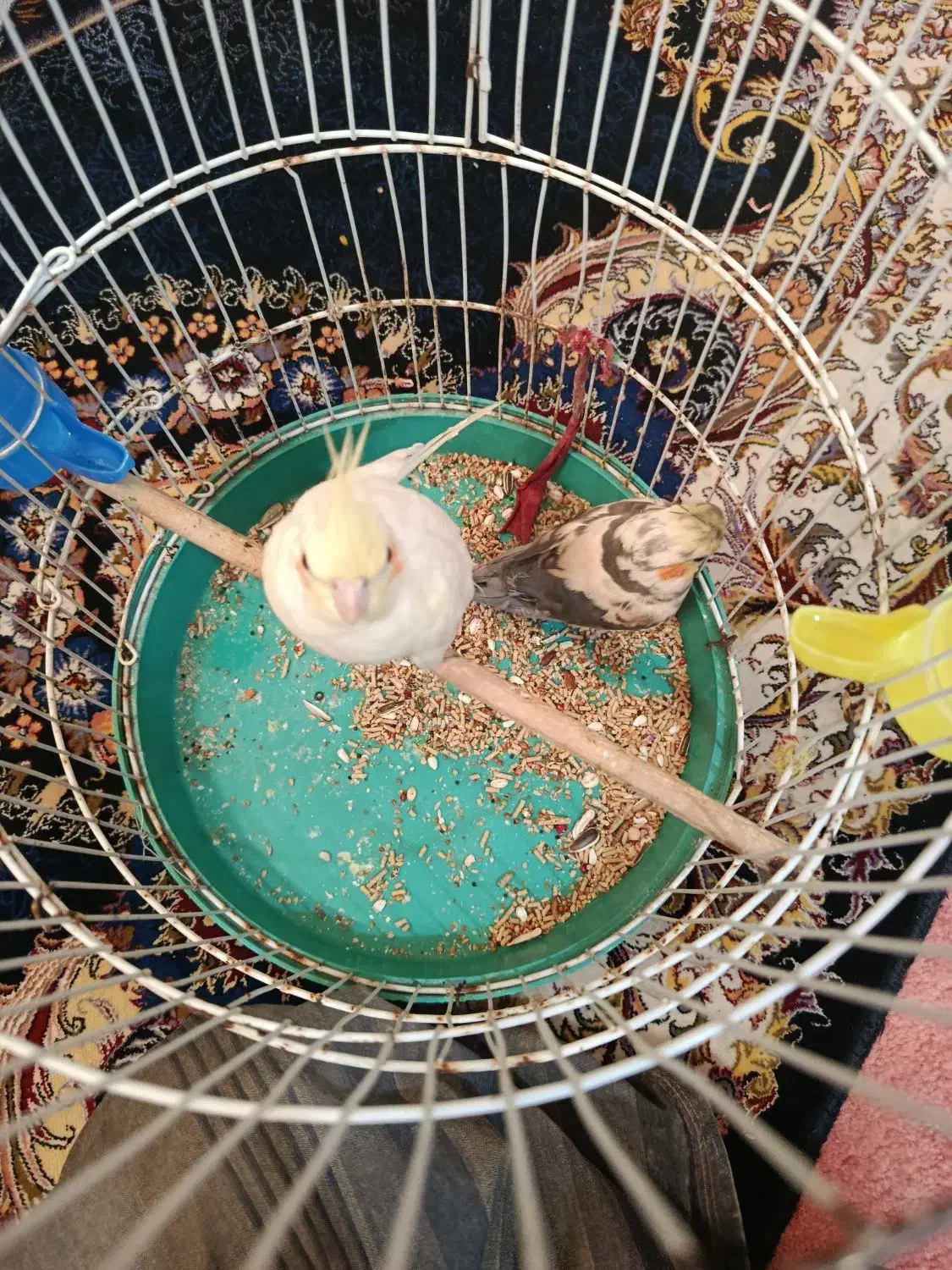 دو جفت عروس هلندی|پرنده|خرمشهر, |دیوار