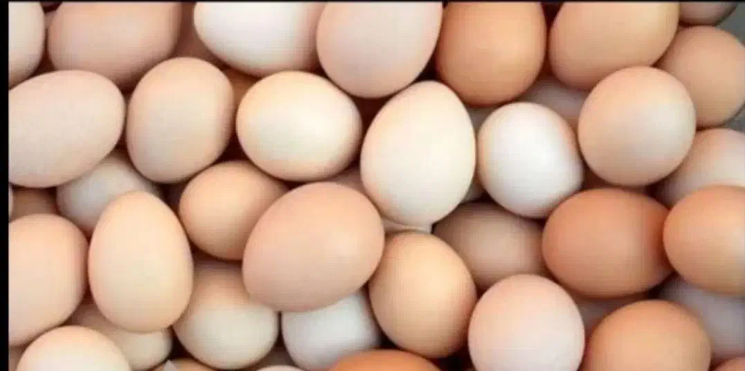 تخم مرغ محلی ارگانیک ونطفه دار|خوردنی و آشامیدنی|میاندوآب, |دیوار