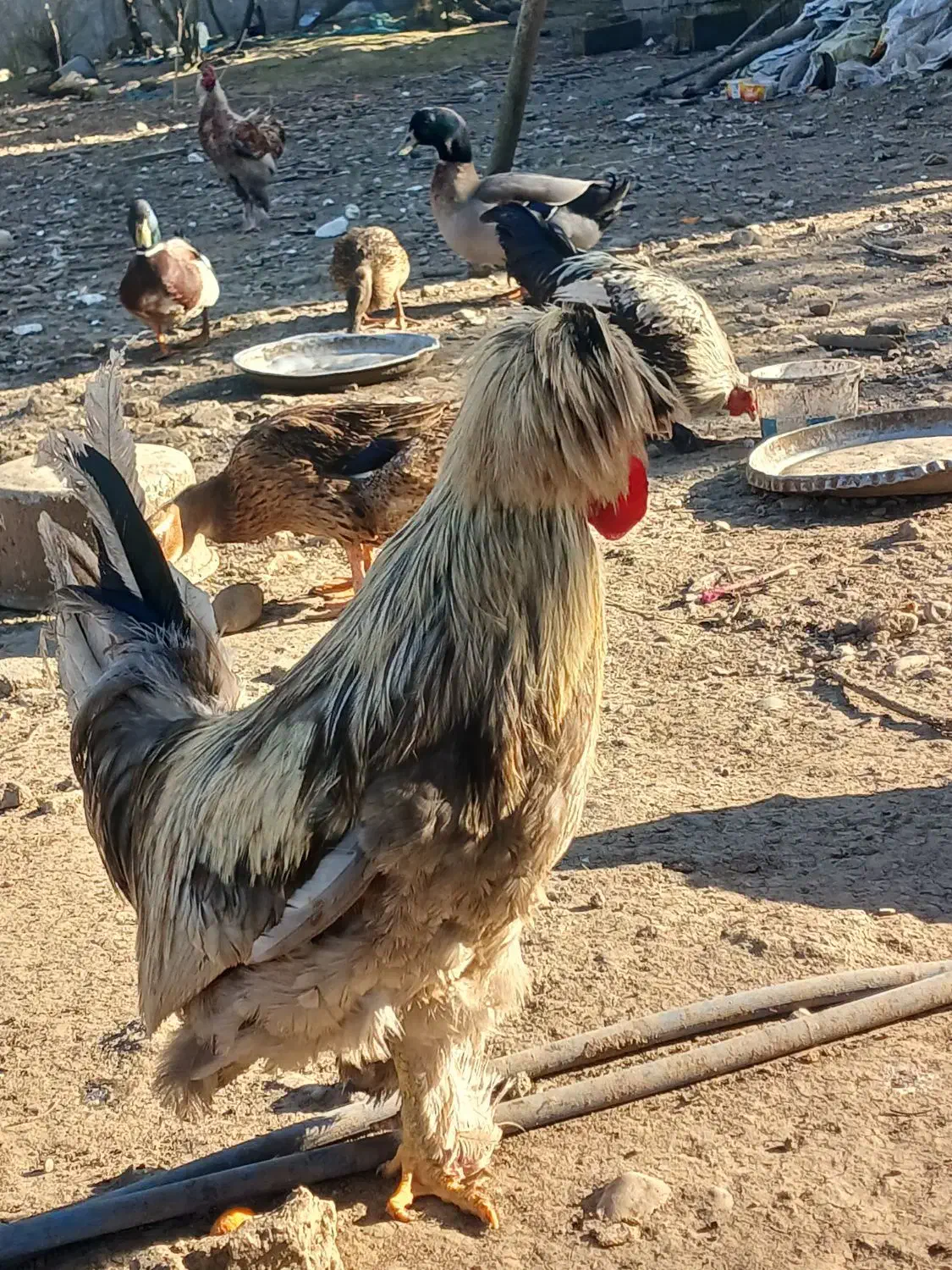 خروس|حیوانات مزرعه|ماسال, |دیوار