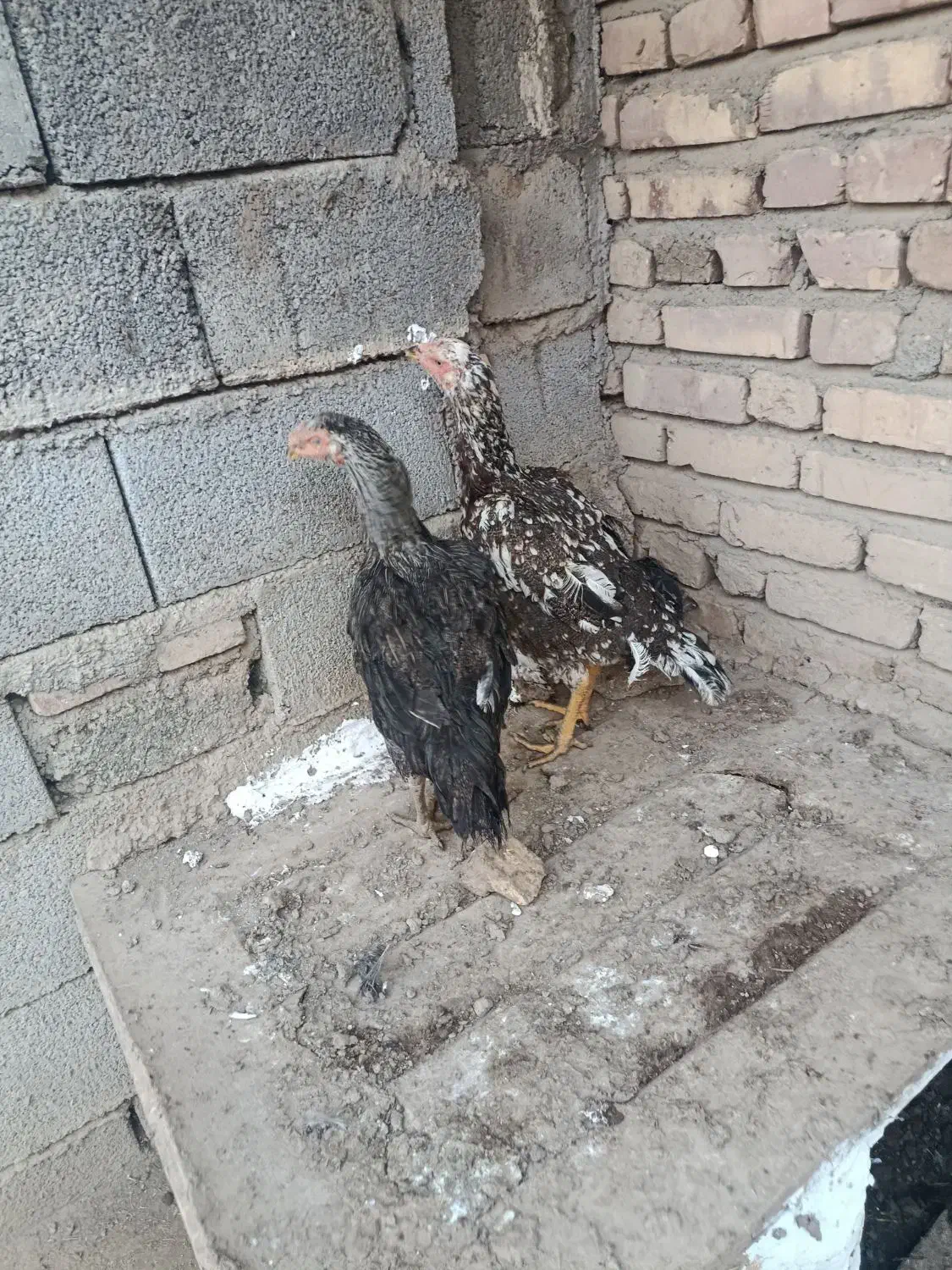 دو عدد مرغ لاری|حیوانات مزرعه|شوط, |دیوار