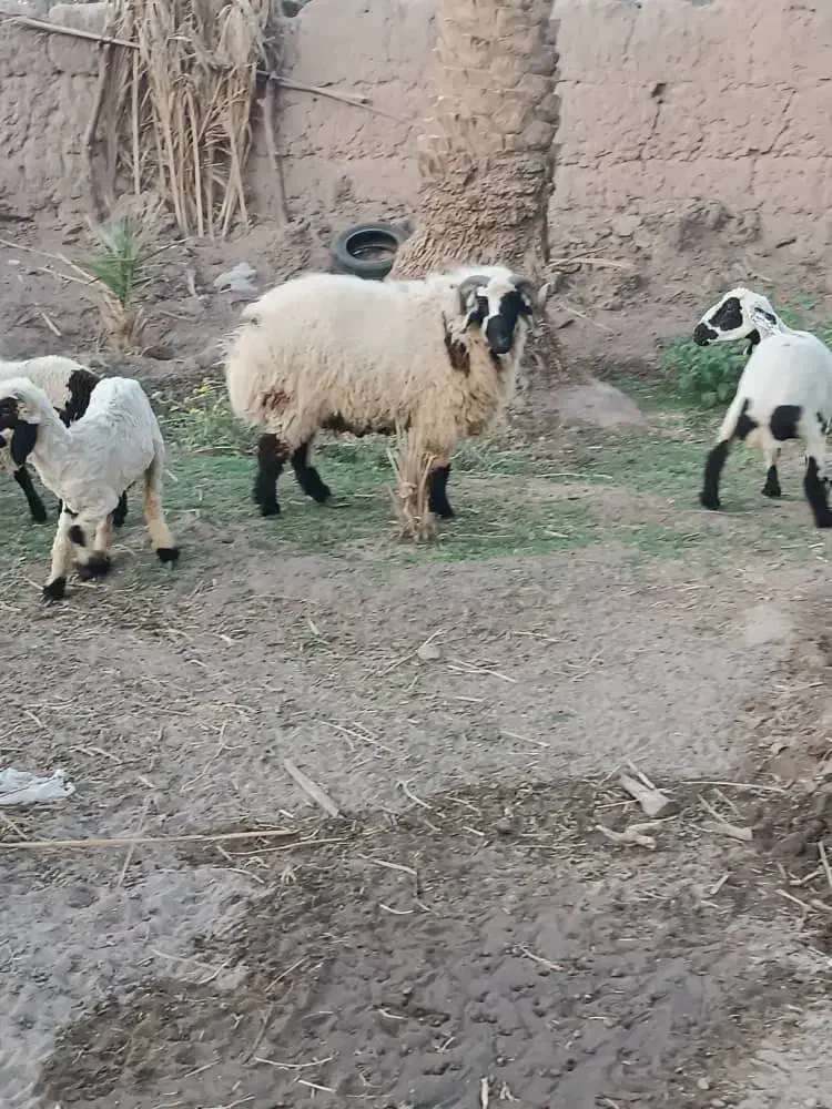 بره فروشی|حیوانات مزرعه|گنبکی, |دیوار