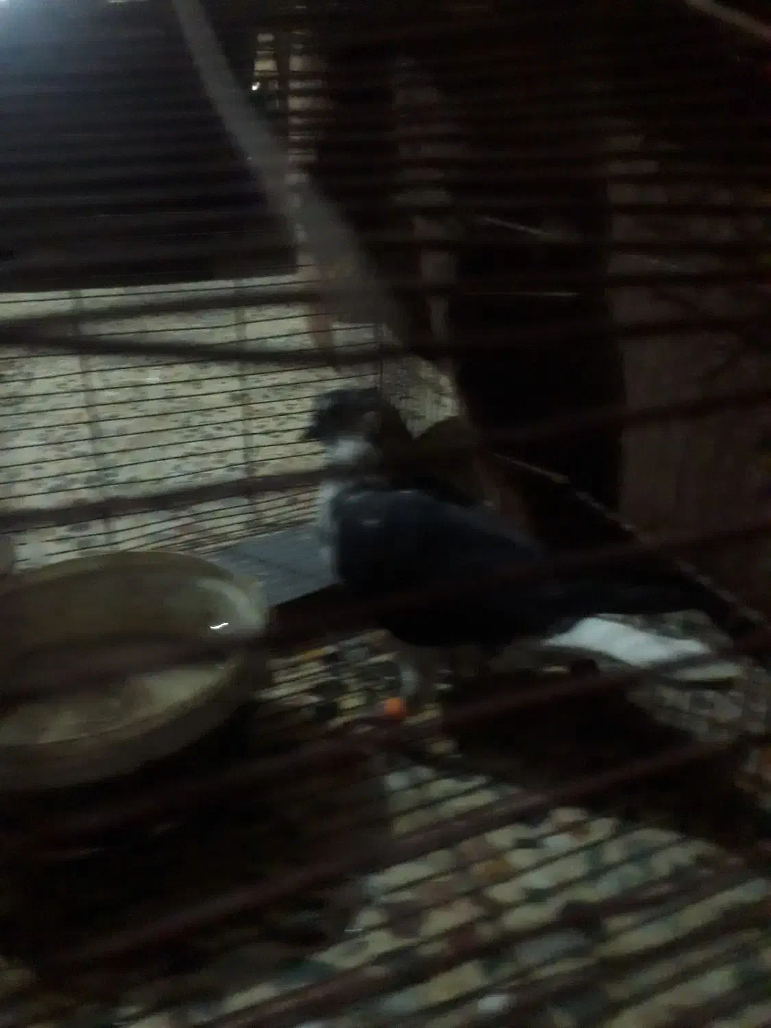 کبوتر|پرنده|کردکوی, |دیوار