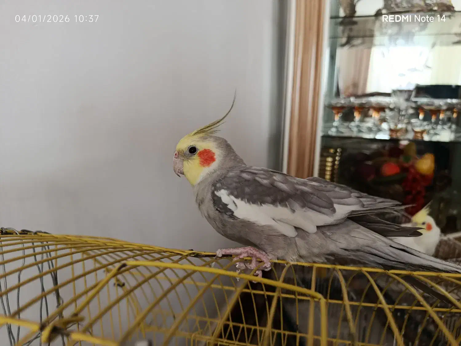 عروس هلندی|پرنده|سامن, |دیوار