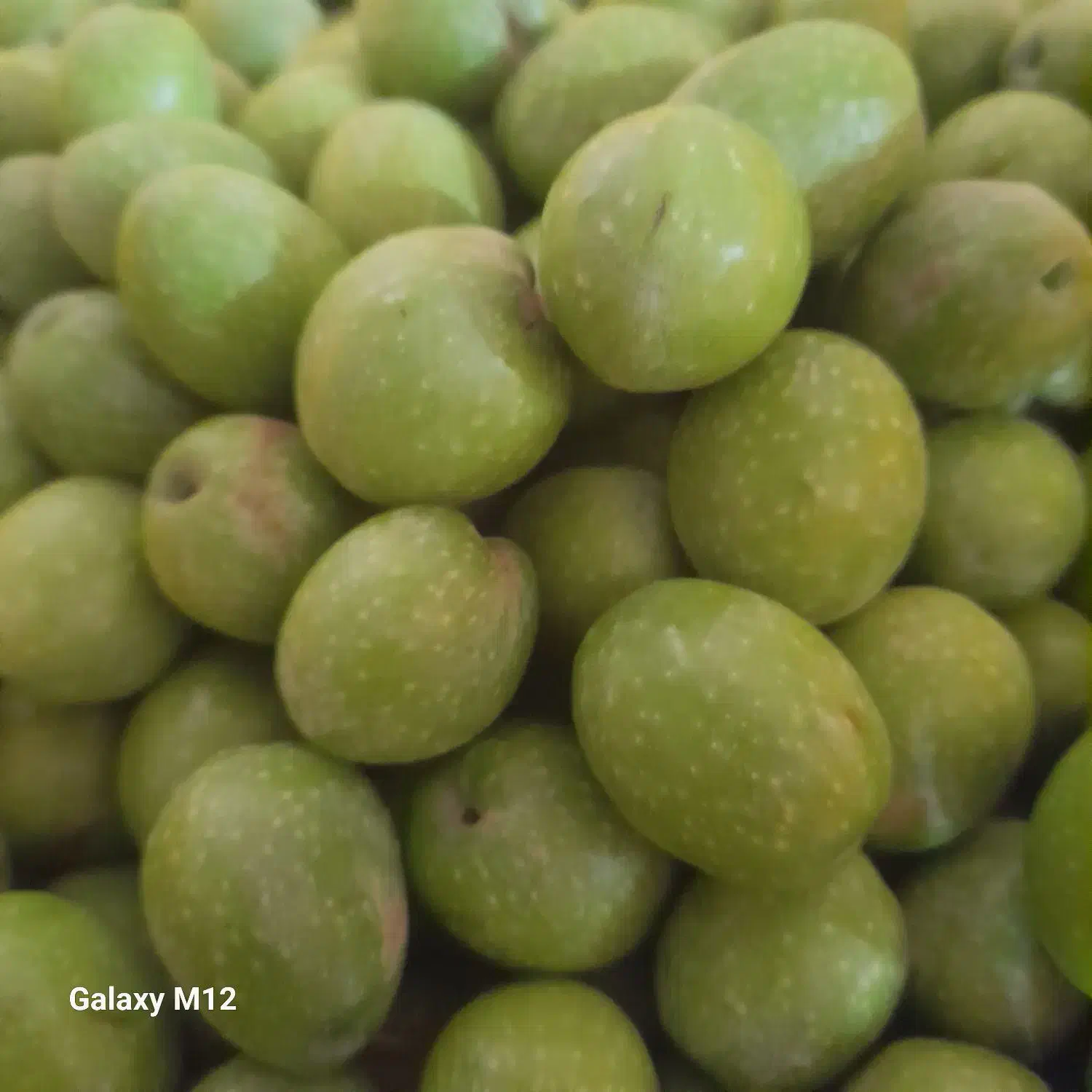 زیتون درجه یک مخصوص  شیرین کردن باقیمت  هرکیلو۶۰|خوردنی و آشامیدنی|زرین دشت (فارس), |دیوار