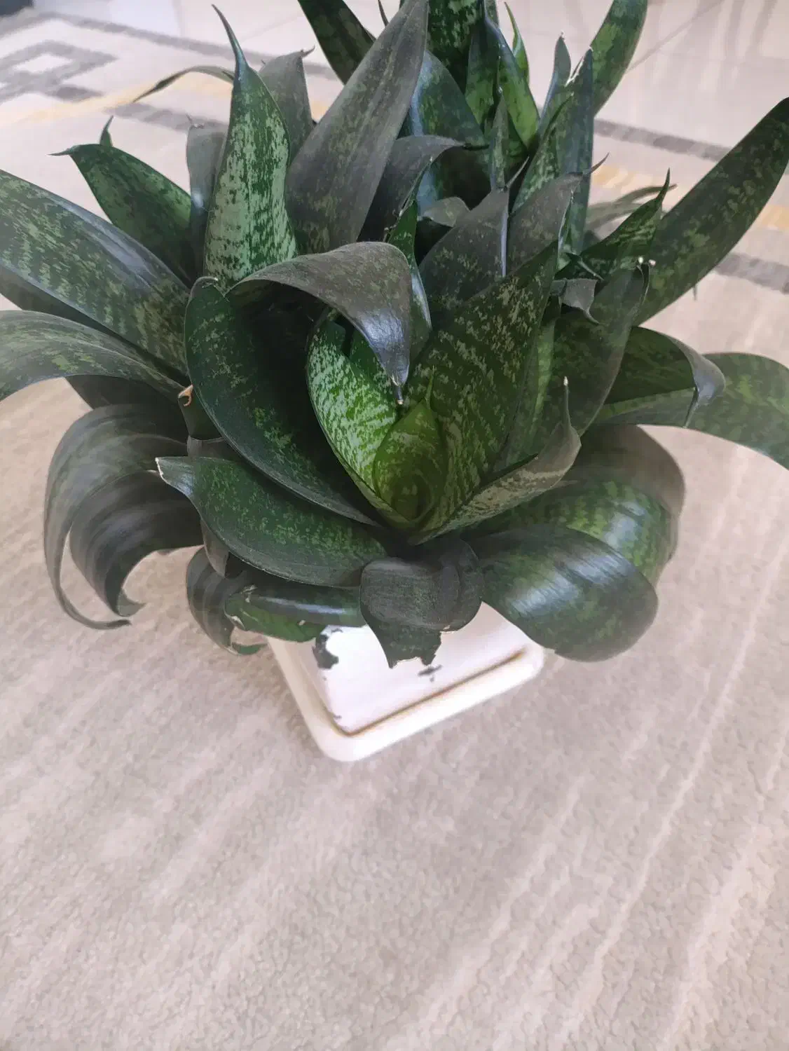 گل طبیعی|گل و گیاه طبیعی|سنندج, |دیوار