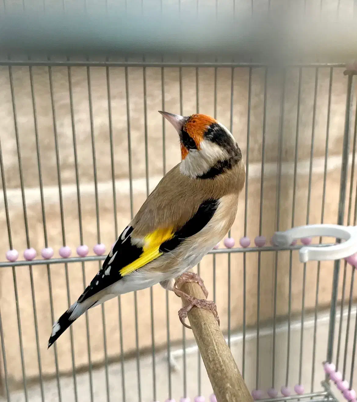 سهره گمشده|پرنده|قدس, شهرقدس|دیوار