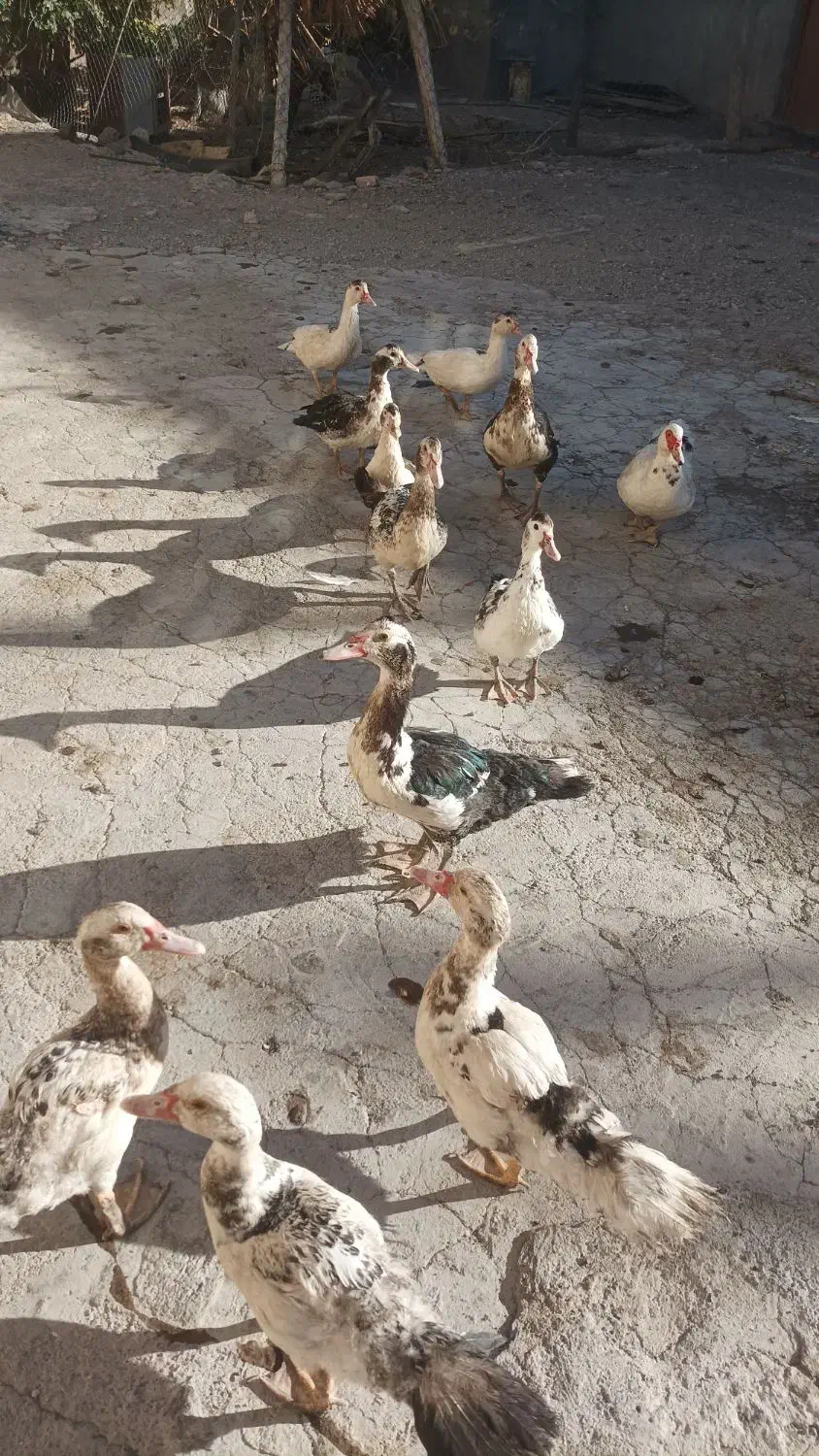 اردک|حیوانات مزرعه|میانه, |دیوار