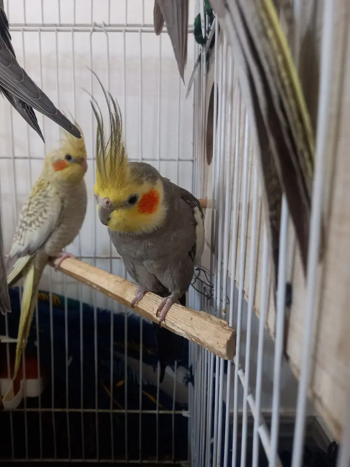 عروس هلندی|پرنده|نورآباد, |دیوار