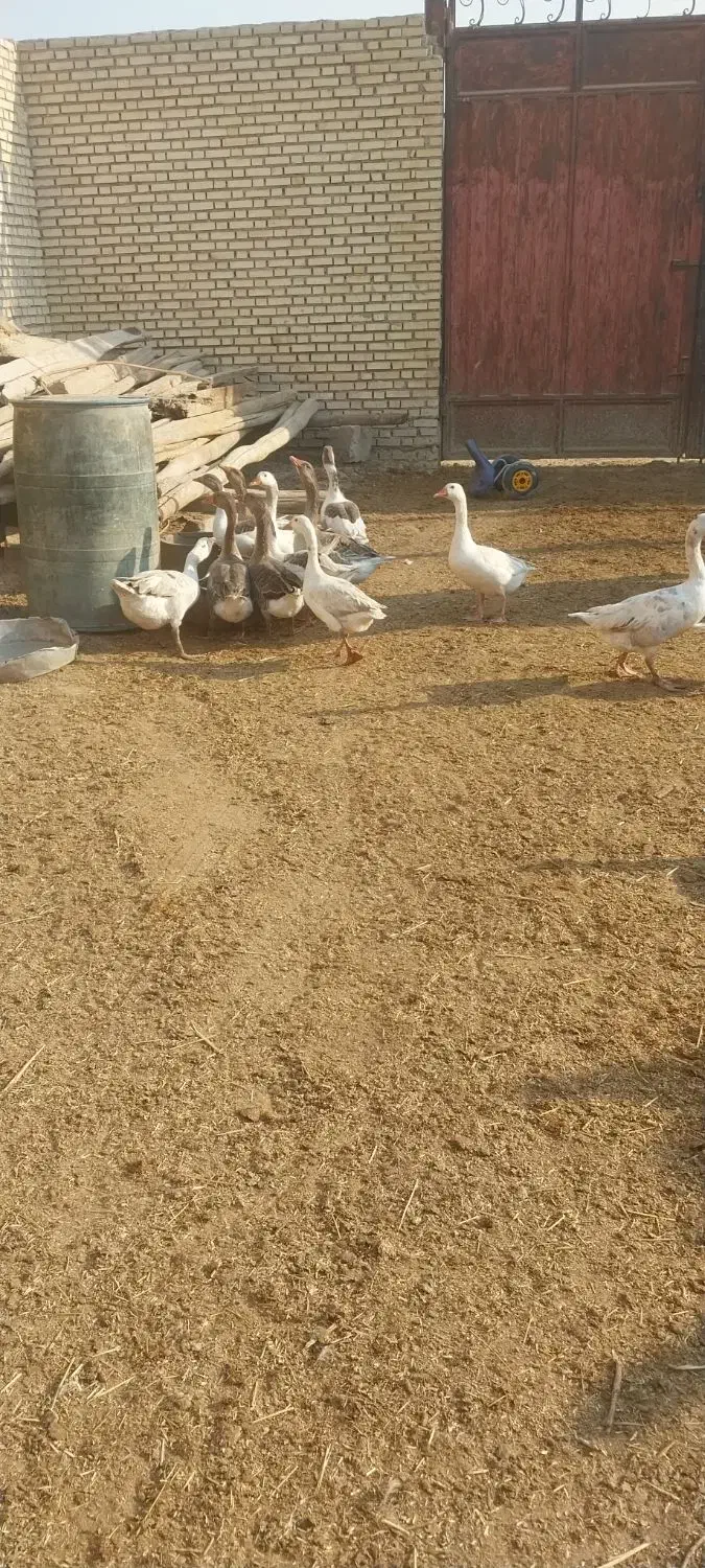 غاز خانگی|حیوانات مزرعه|شادگان, |دیوار