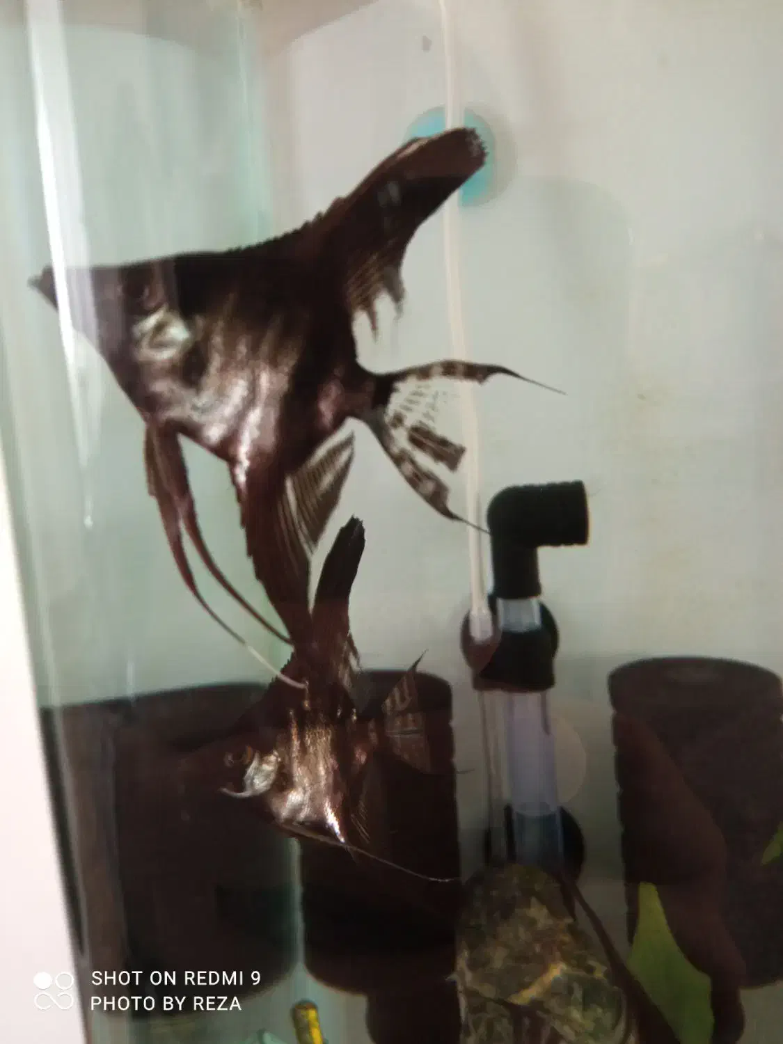 ماهی انجل|ماهی|نقده, |دیوار