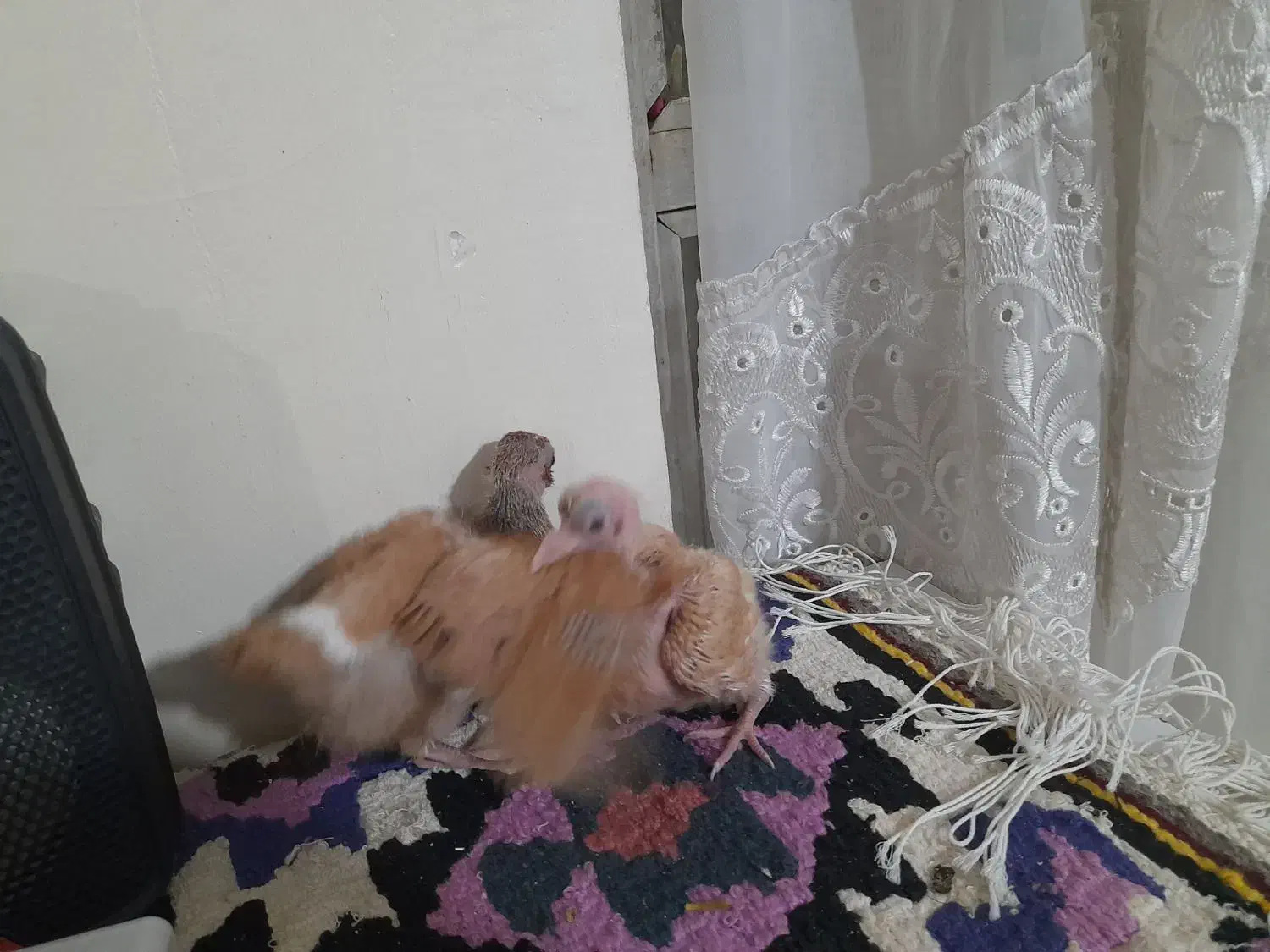 یه جفت جوجه|حیوانات مزرعه|زنجان, |دیوار