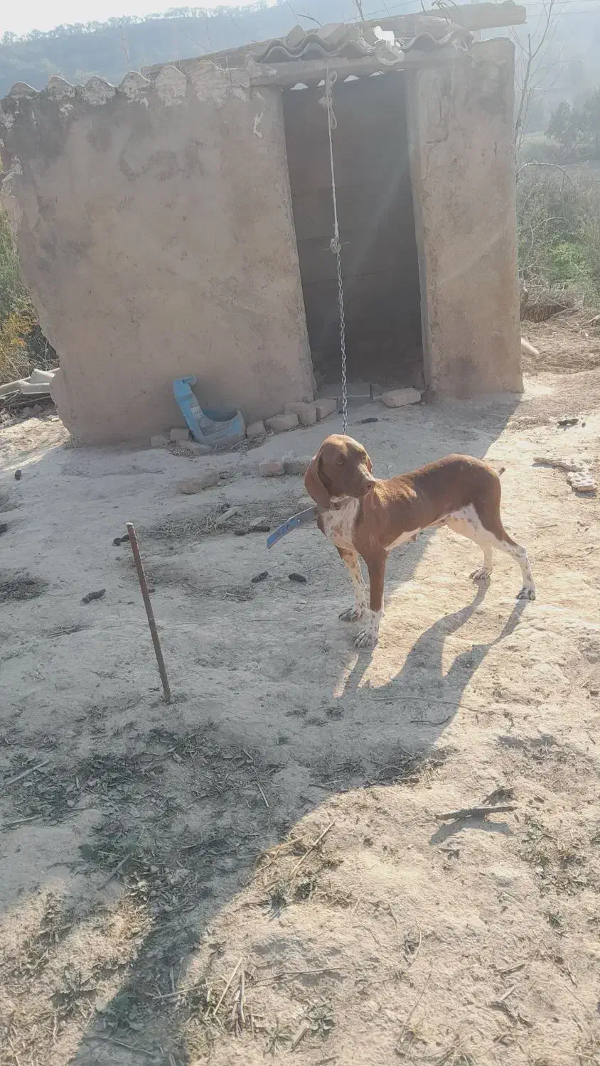 سگ شکاری دونبلانی حرفی|سگ|مینودشت, |دیوار