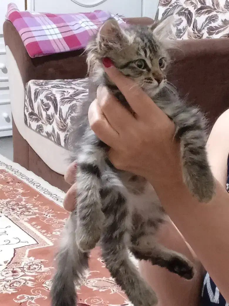 بچه گربه نازو دوست داشتنی|گربه|خوی, |دیوار