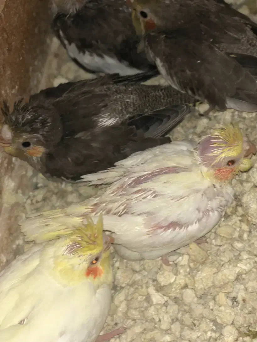 ۵عدد عروس ۳تانر قهوه ای و۲عددزرد ماده چشم شرابی|پرنده|بندر ماهشهر, |دیوار