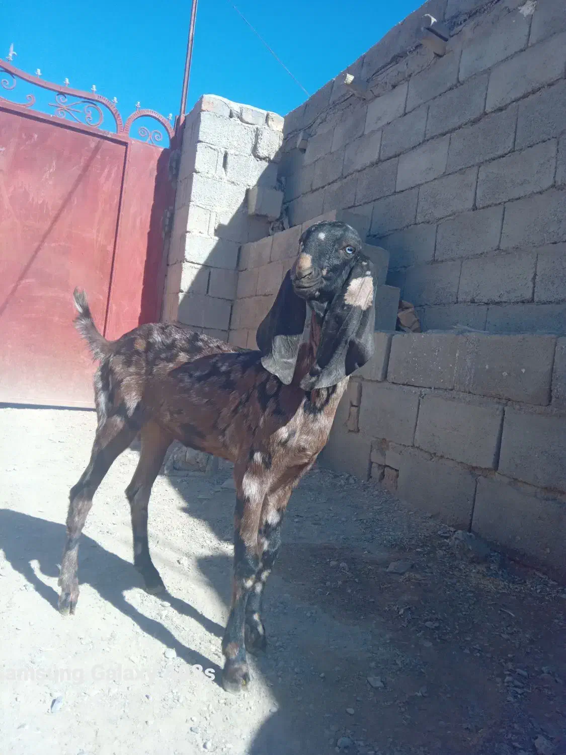 بزغاله ماده پنجاپی اصل|حیوانات مزرعه|سیب و سوران, |دیوار