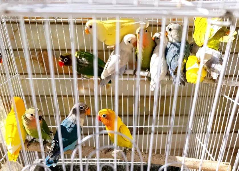 طوطی کوتوله برزیلی جوجه نرمه خور و سرلاکی و مولد|پرنده|نجف‌آباد, شریعتی|دیوار