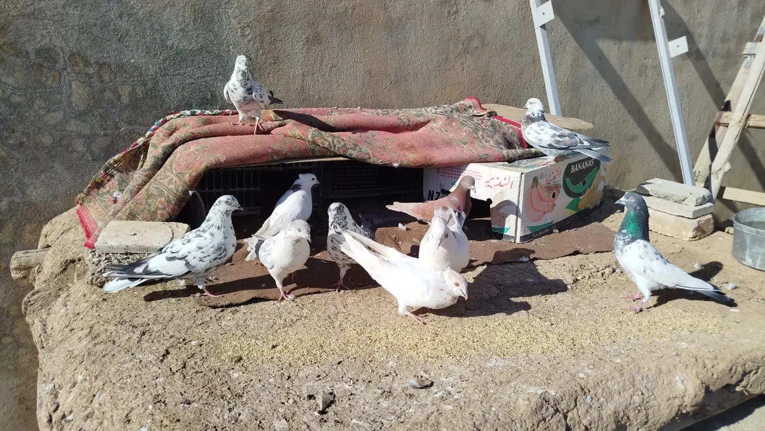 کبوتر زور دار واقعی|پرنده|ماهیدشت, |دیوار