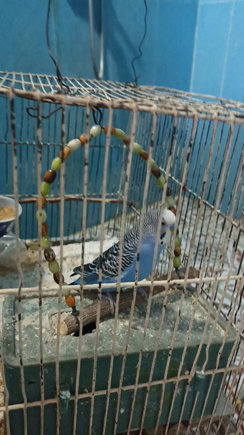 مرغ عشق نرفوق مولد|پرنده|خرمشهر, |دیوار