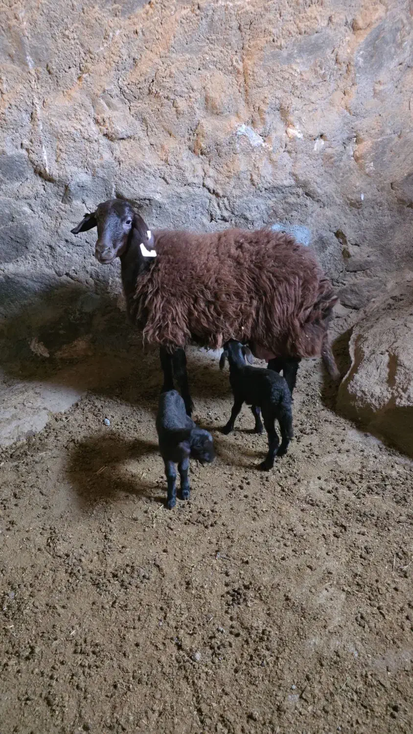 میش افشار هترو (شکم اول )|حیوانات مزرعه|تفت, |دیوار