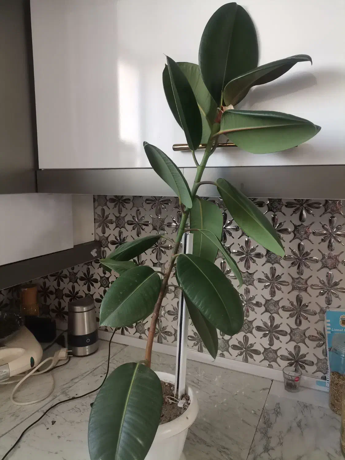 گل طبیعی|گل و گیاه طبیعی|اهر, |دیوار