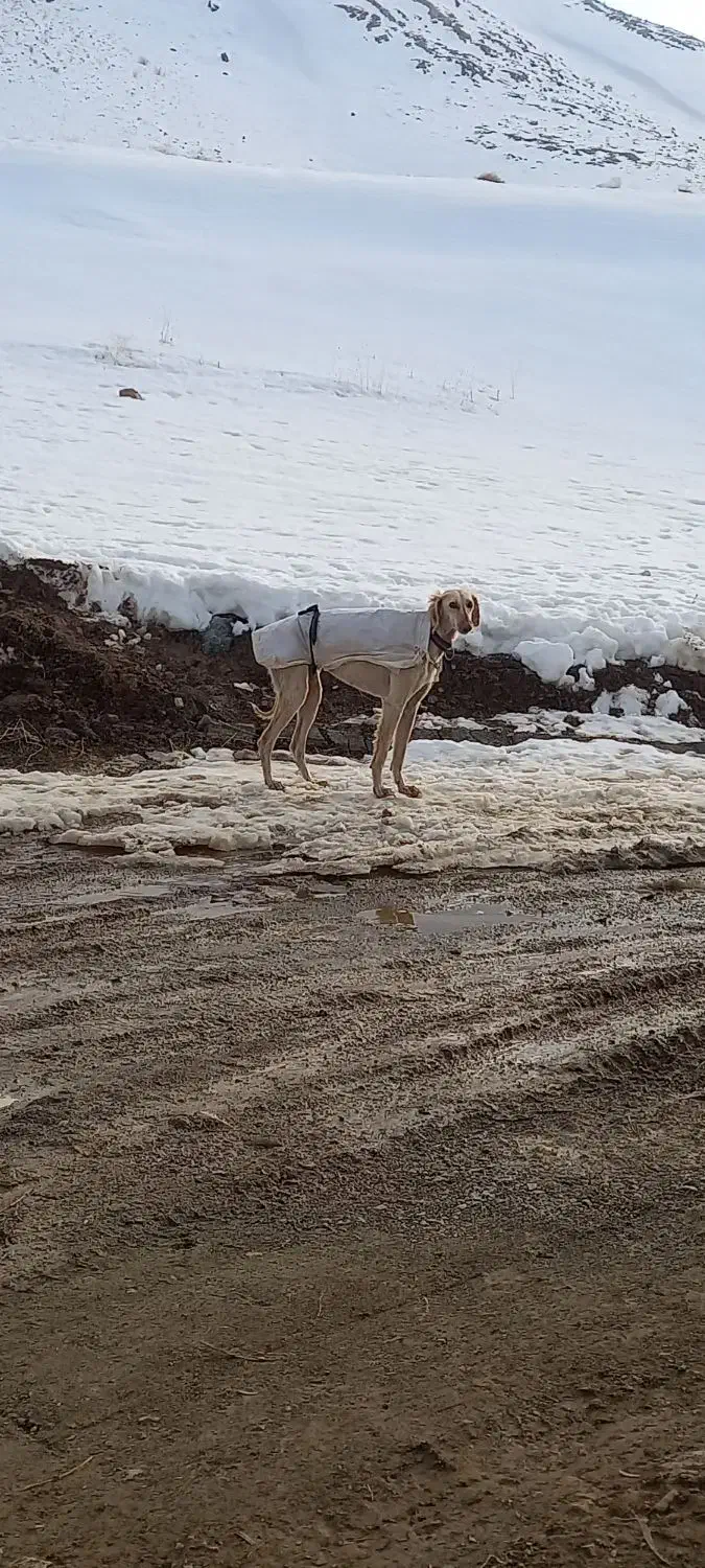 تازی ماده زلف دار|سگ|دیواندره, |دیوار