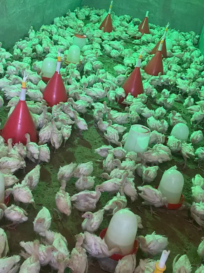 جوجه بوقلمون بیوتی ۶(گوشتی)زرین|حیوانات مزرعه|شیراز, حافظیه|دیوار