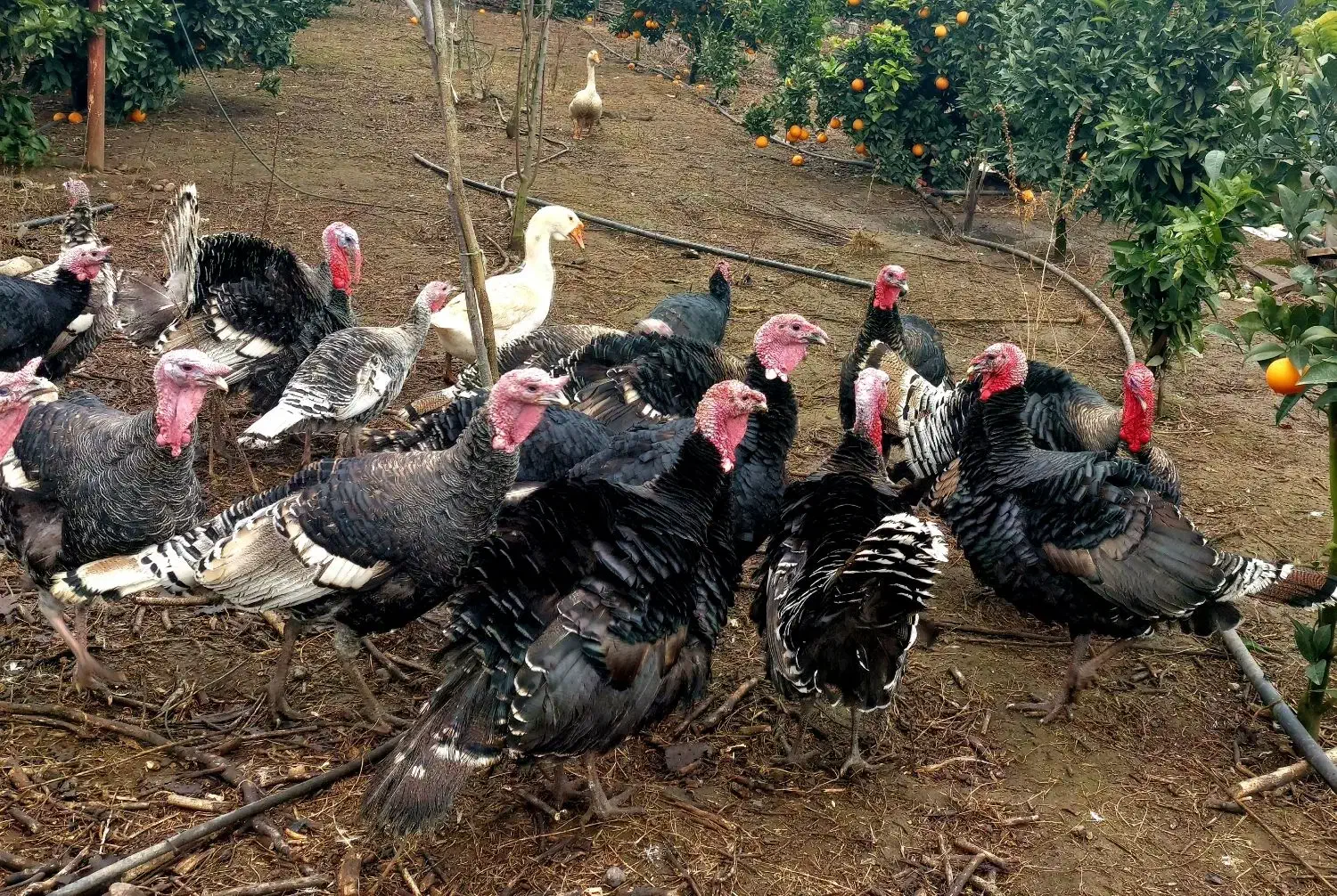 تعدادی بوقلمون و غاز گوشتی از نژاد اصل|حیوانات مزرعه|لیسار, |دیوار