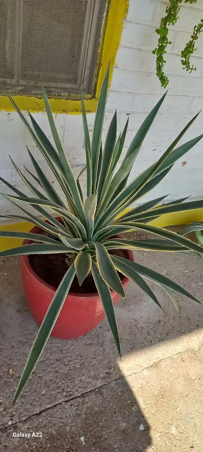 گل وگلدان|گل و گیاه طبیعی|آبادان, |دیوار