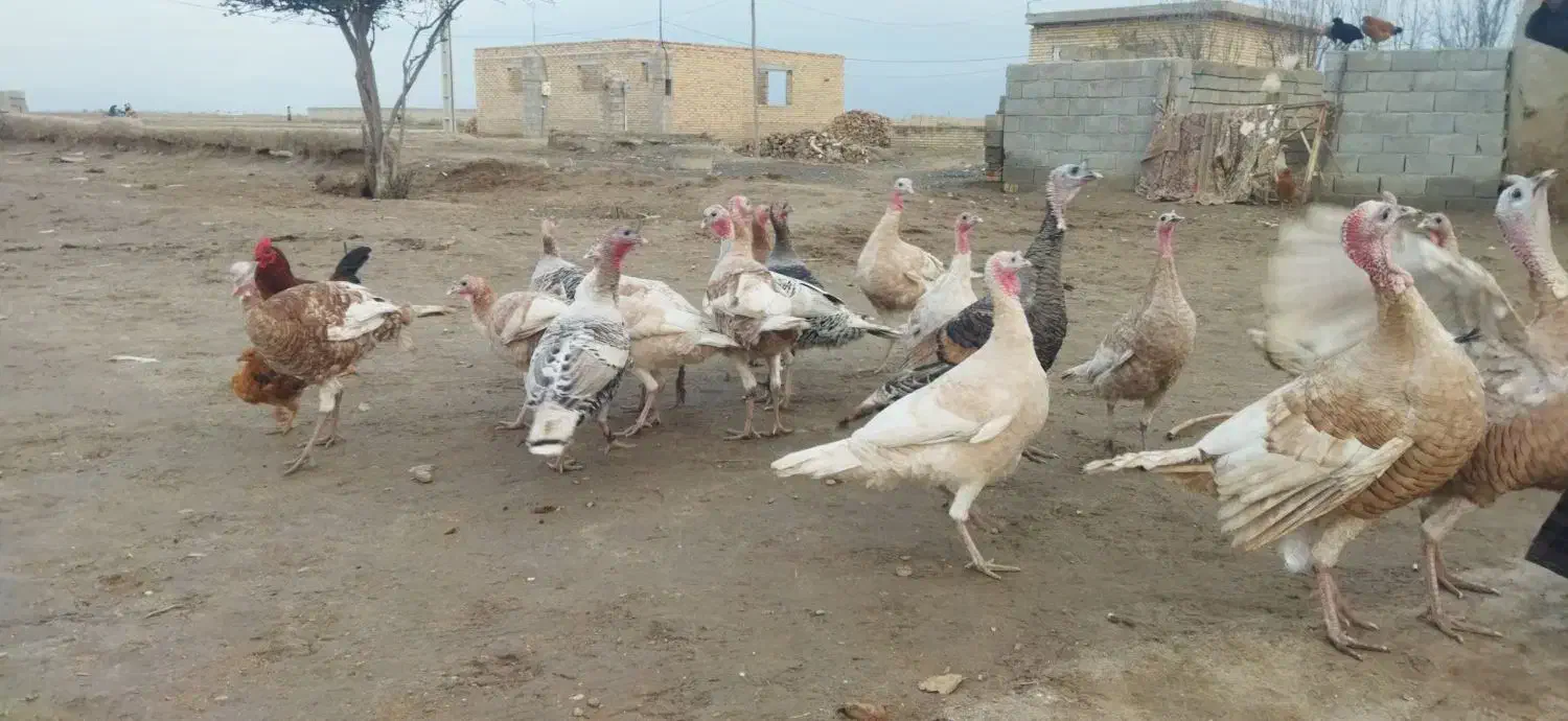 بوقلمون نر|حیوانات مزرعه|گنبد کاووس, |دیوار