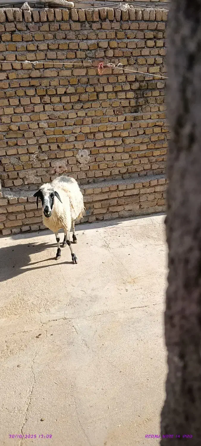 چاقالو|حیوانات مزرعه|کرج, اصفهانی‌ها|دیوار