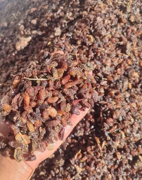 کشمش آفتابی|خوردنی و آشامیدنی|اشکذر, |دیوار