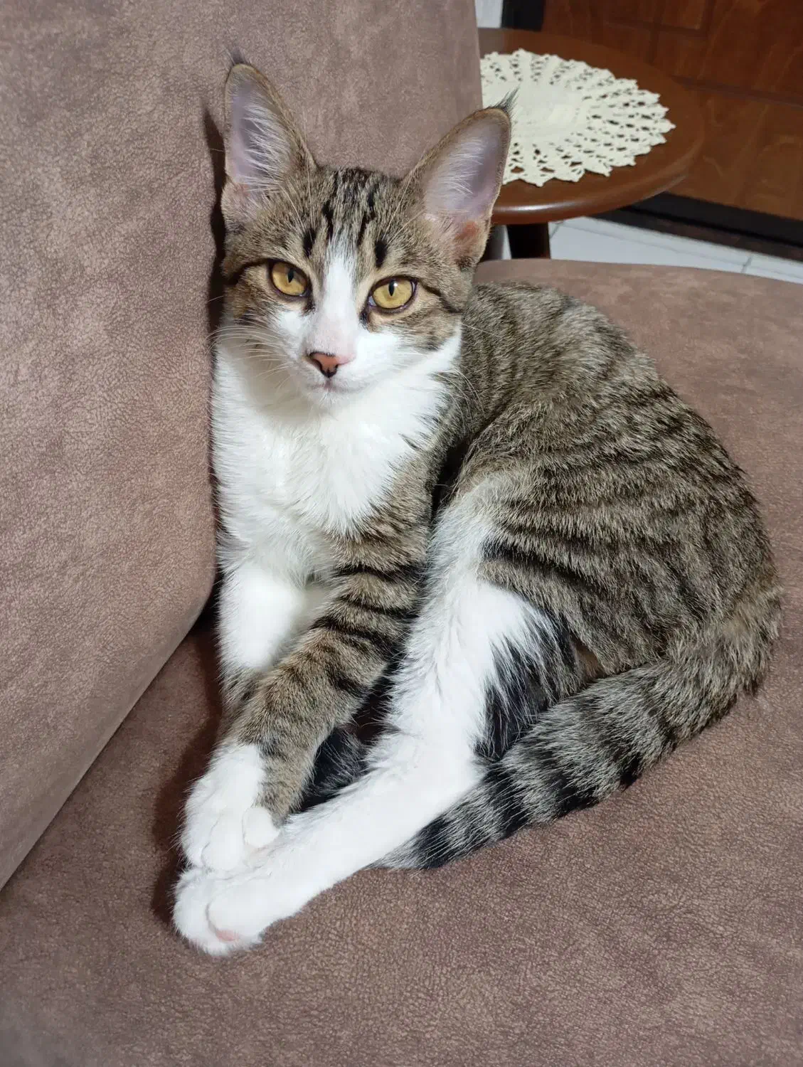 واگذاری فوری  رایگان بچه گربه نر7ماهه DSH موکوتاه.|گربه|رشت, استقامت ۱|دیوار