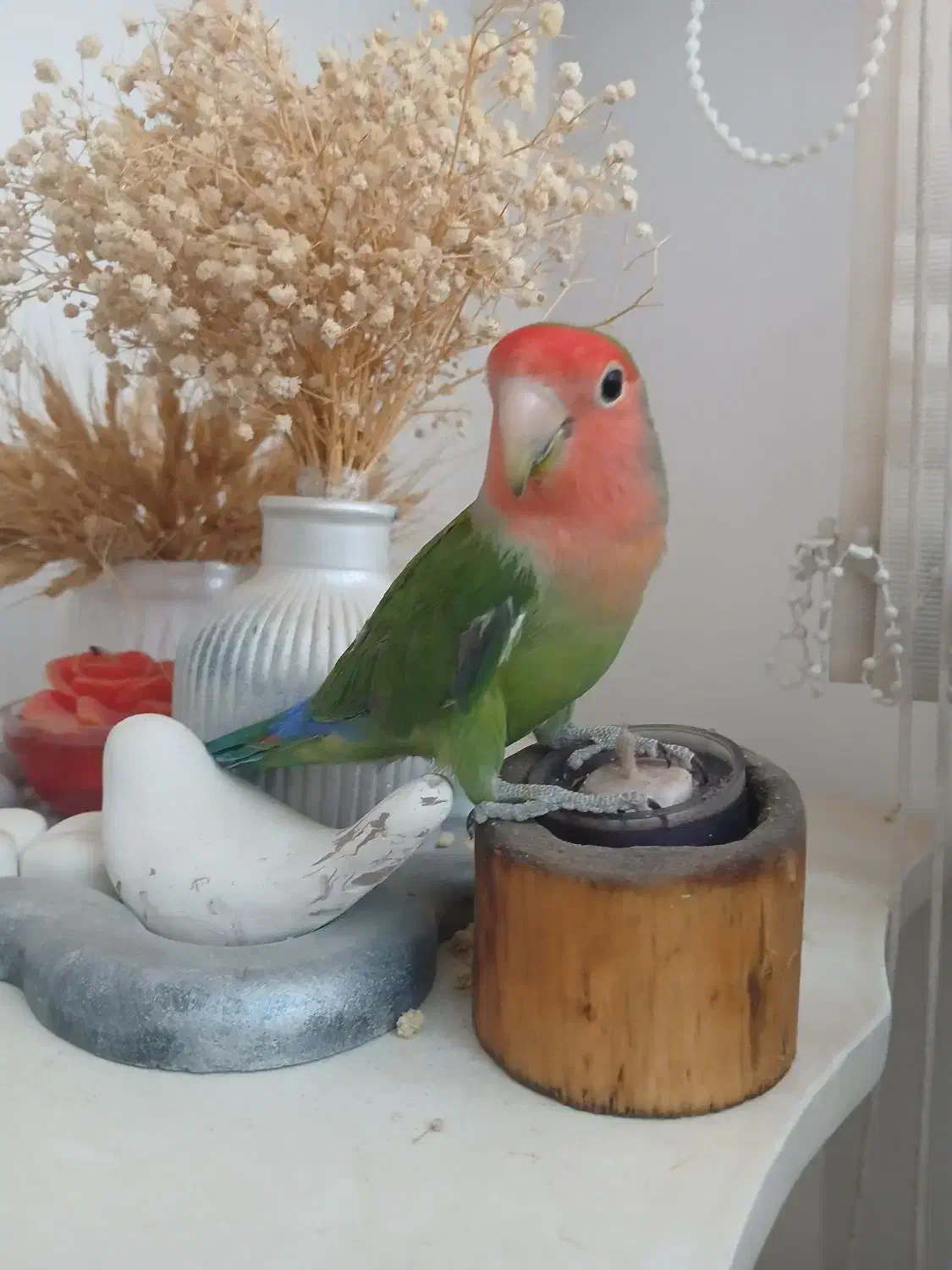 سهره خاکی|پرنده|مرودشت, مختارآباد|دیوار