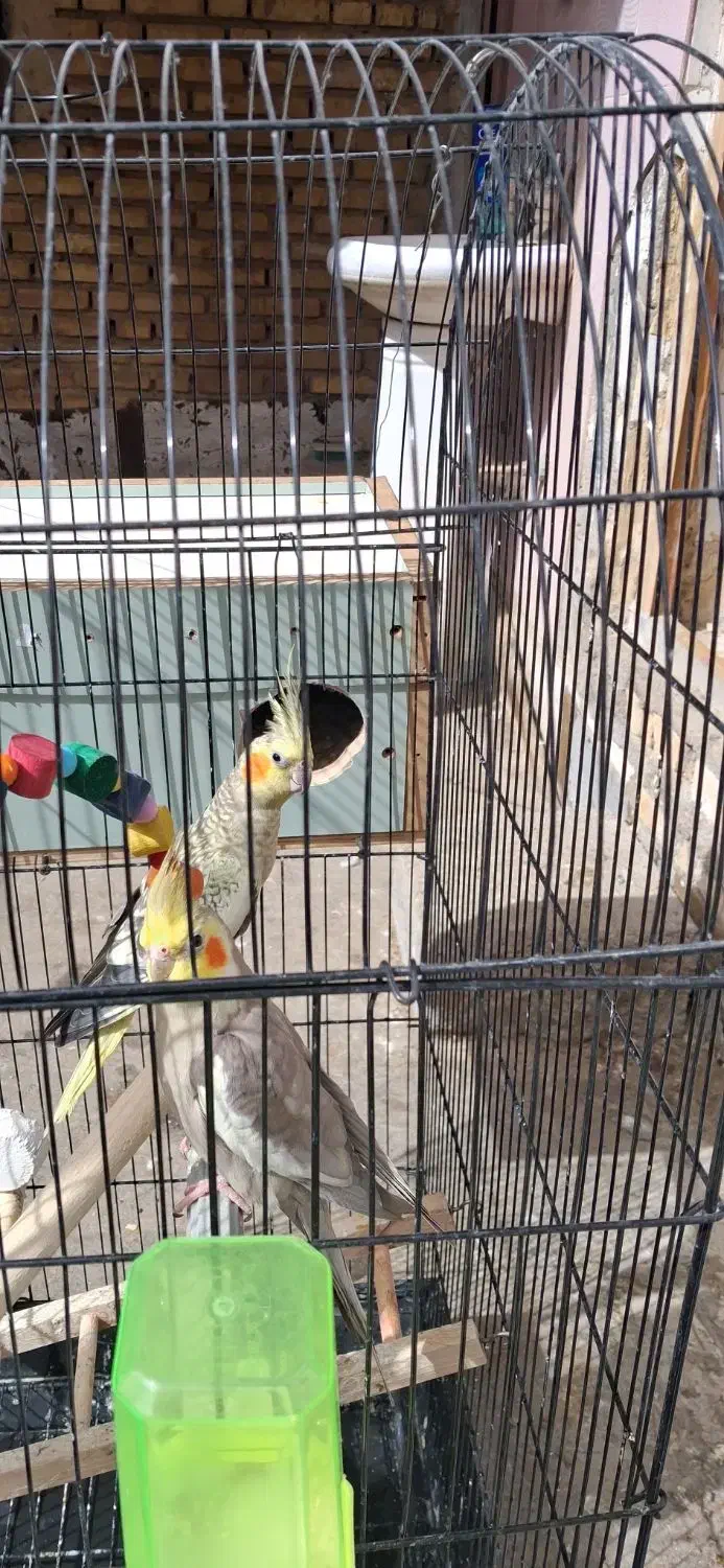 عروس هلندی|پرنده|خرمشهر, |دیوار