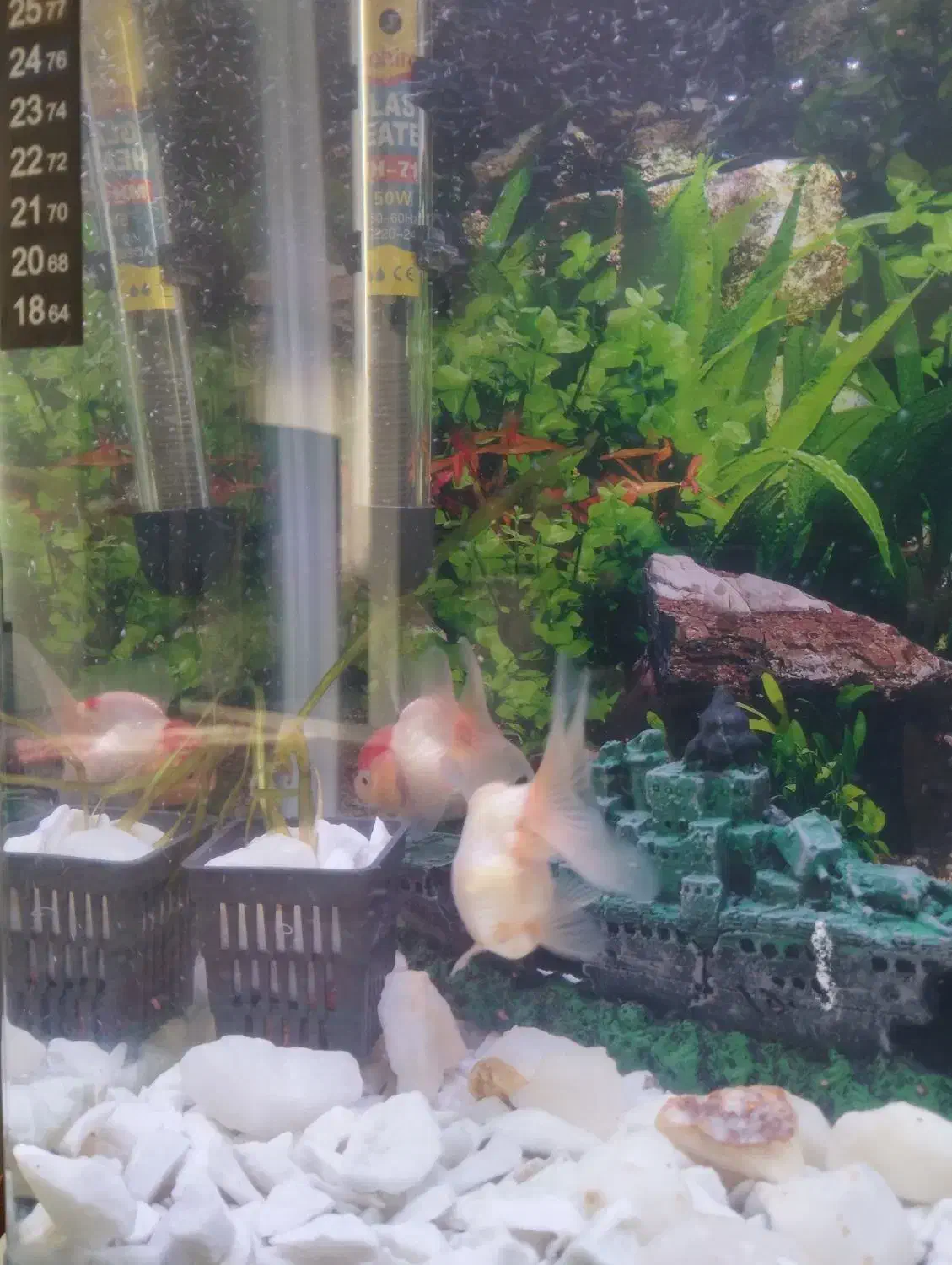 یک جفت ماهی گلد فیش معاوضه هم دارن|ماهی|اردبیل, |دیوار