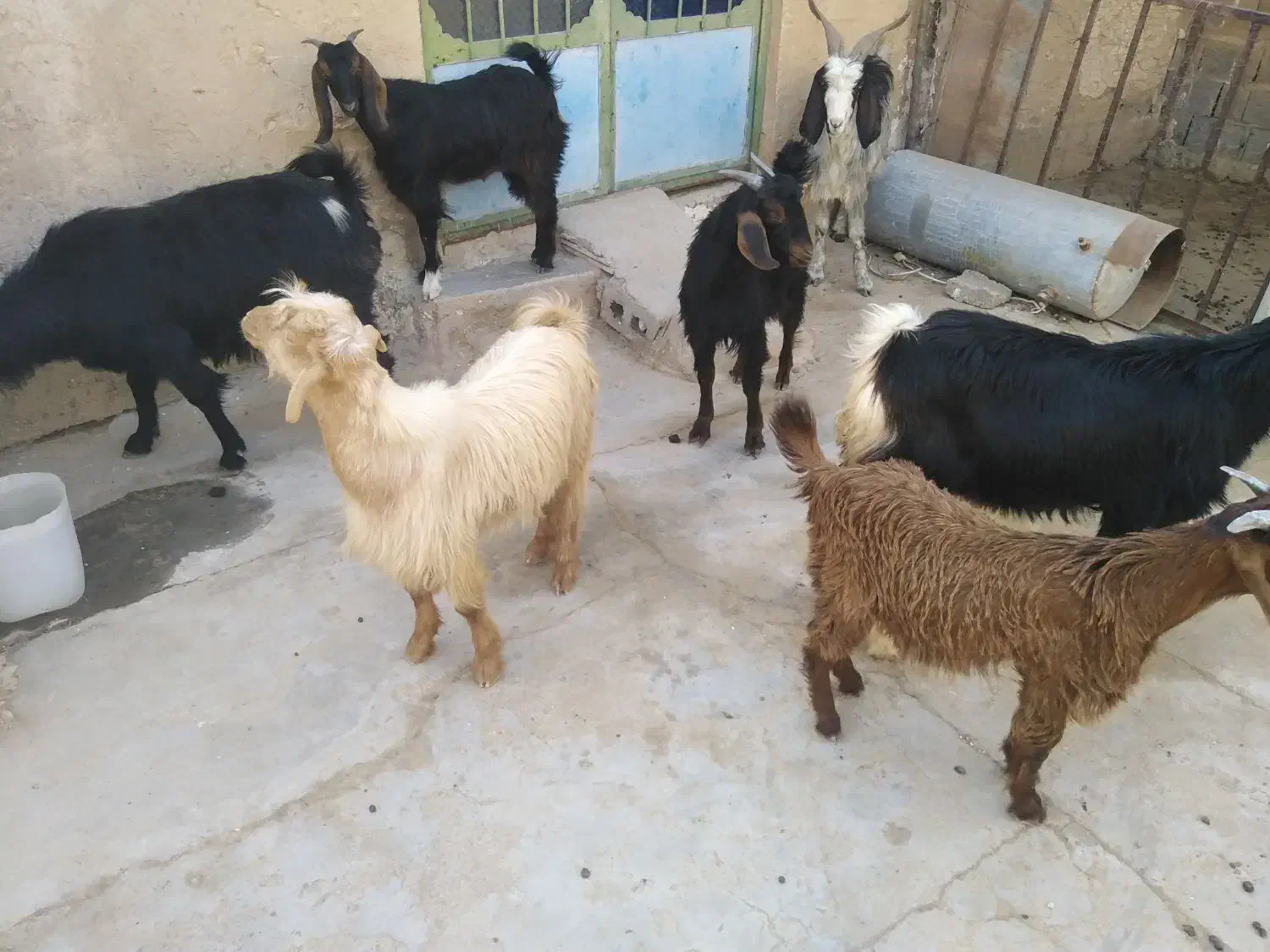 فروش حیوان|حیوانات مزرعه|بوشکان, |دیوار