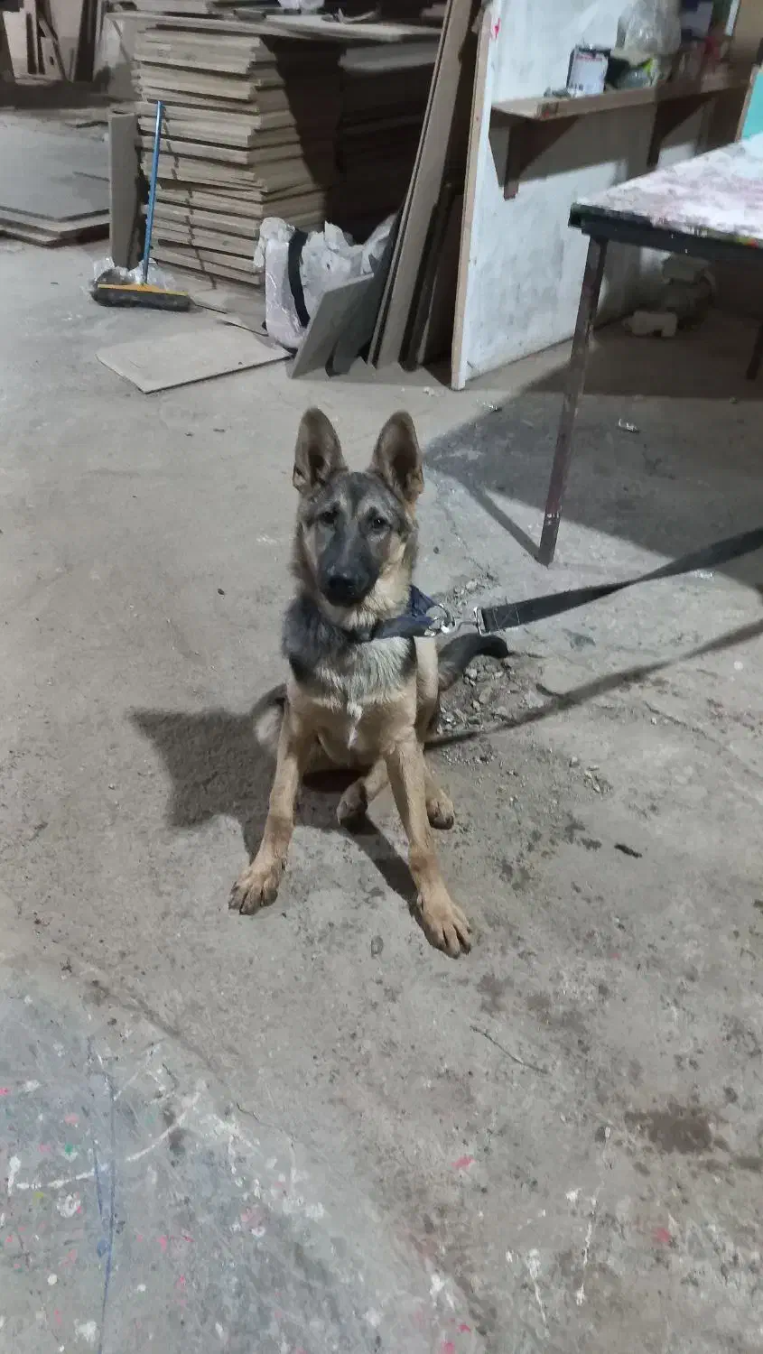 واگذاری ژرمن|سگ|محمدشهر, ولدآباد|دیوار