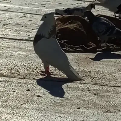 کبوتر طوقی|پرنده|مریوان, |دیوار