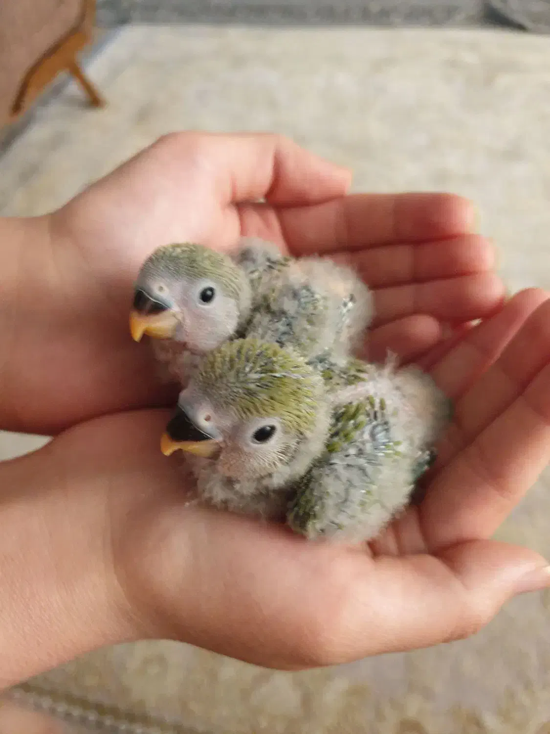 جوجه طوطی برزیلی|پرنده|محمدشهر, ولدآباد|دیوار