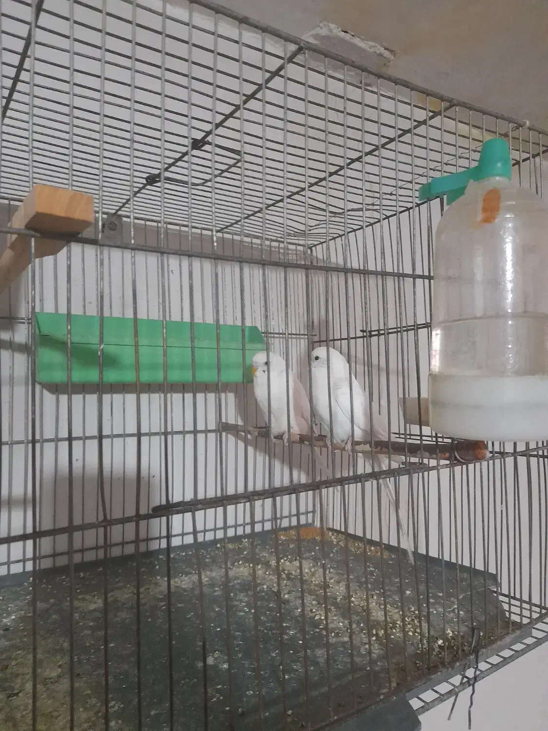 یک جفت مرغ عشق جوان|پرنده|بهار, |دیوار