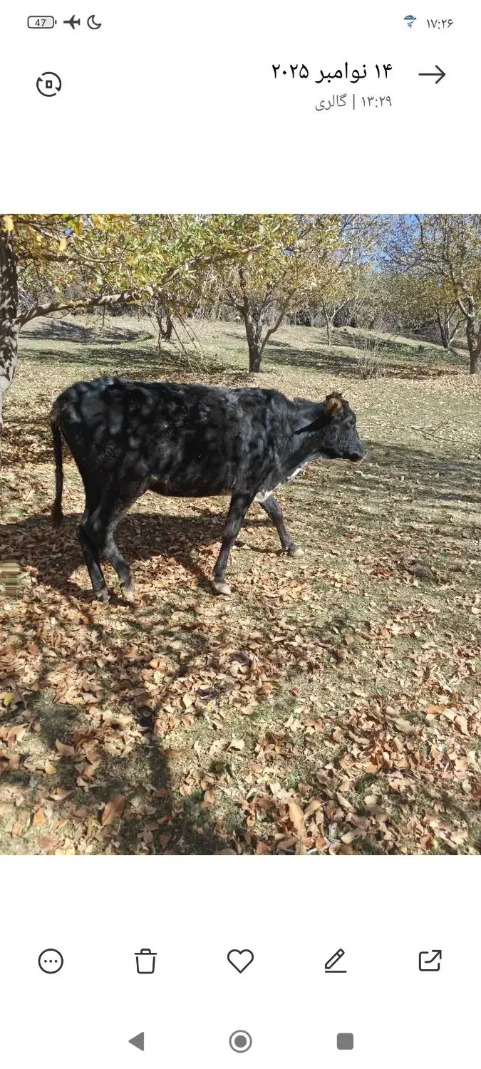 تلیسه چاق|حیوانات مزرعه|مارگون, |دیوار