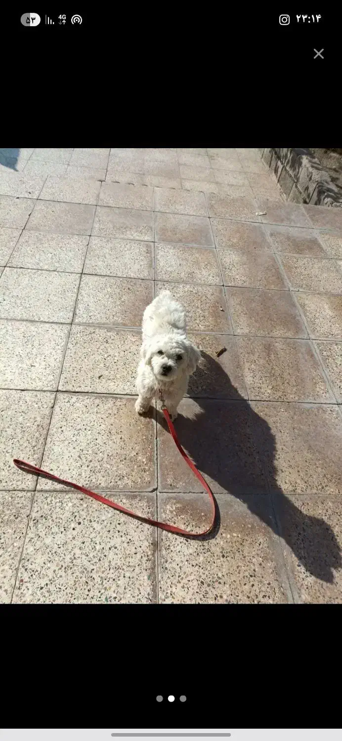 سگ پاکوتاه|سگ|جیرفت, |دیوار