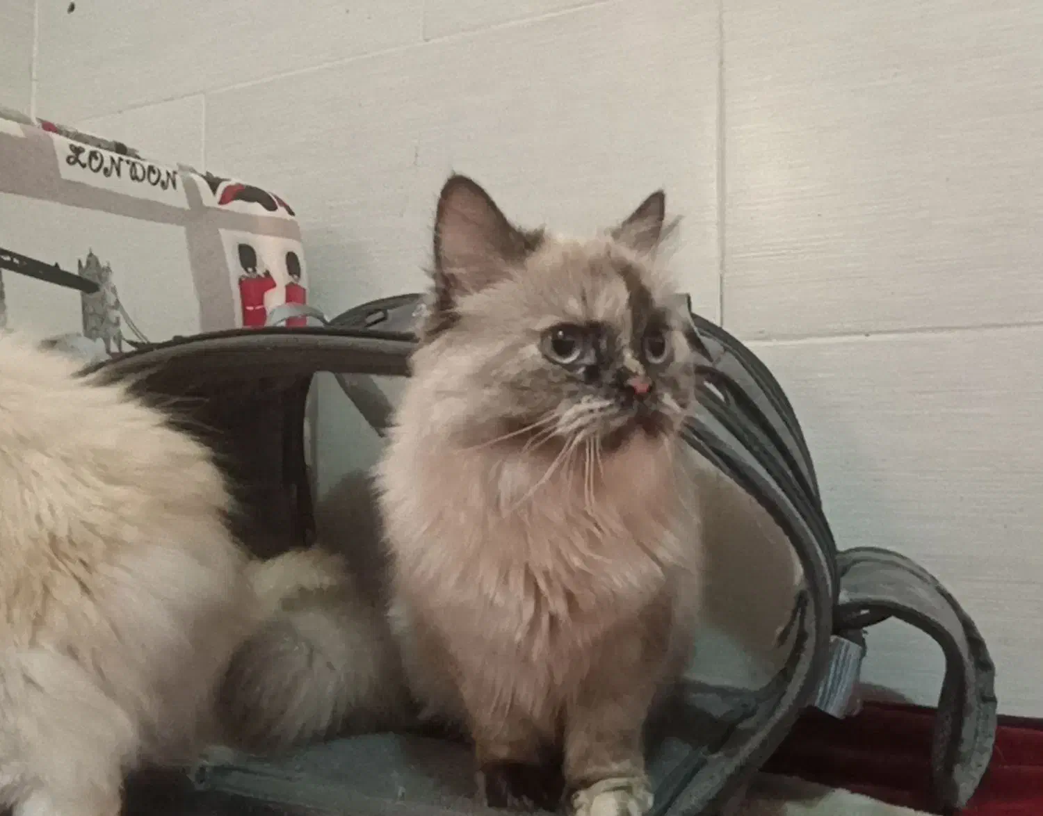 گربه خانگی|گربه|برازجان, |دیوار