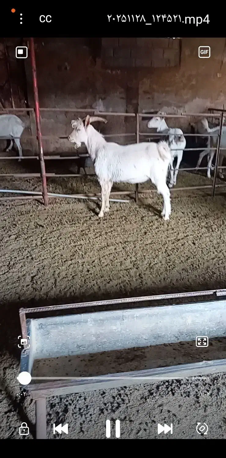 بزسانن نر۲راس اصل فرانسوی|حیوانات مزرعه|مشهد, ایثار|دیوار