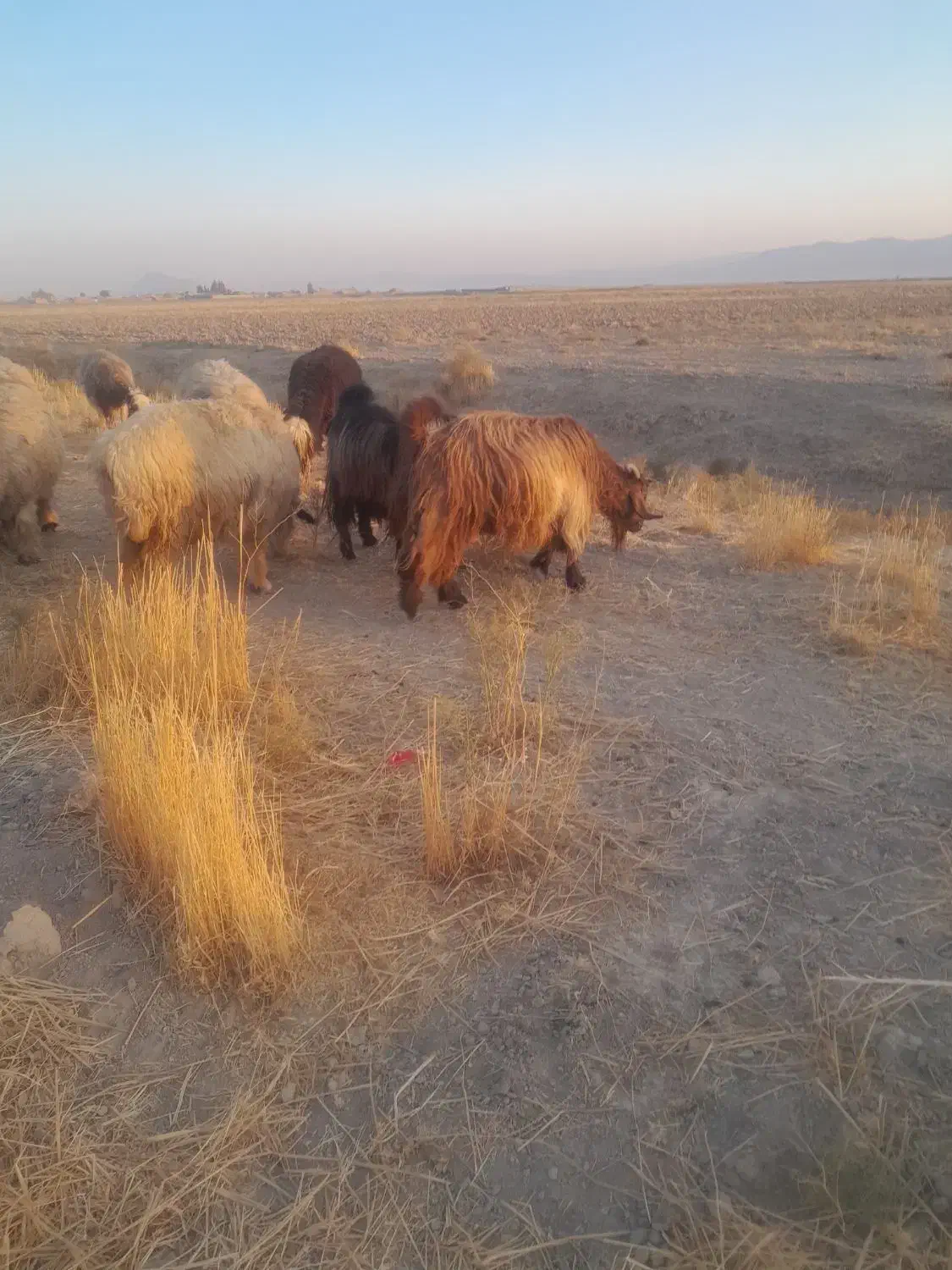 یه کهره چپش تخمی ویه راس بز چاق|حیوانات مزرعه|مرودشت, رامجرد یک|دیوار